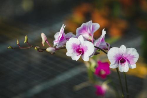 Orchid Sanur